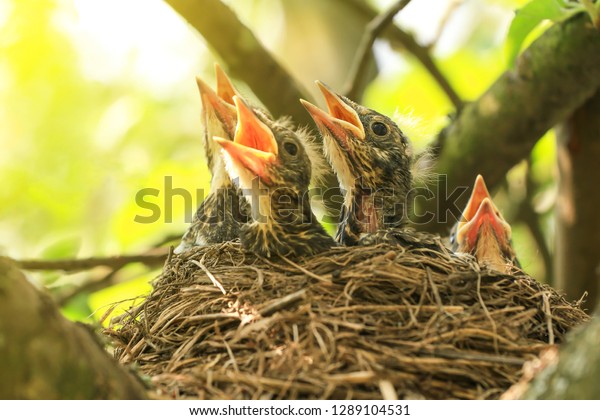 日の差す春の接写の木の枝に巣を作る赤ちゃん鳥 の写真素材 今すぐ編集