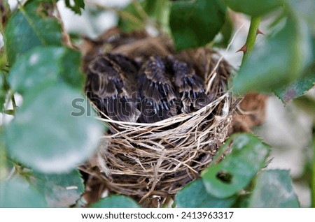 Baby birds in nest sleeping, cute, detailed, close-up and detailed, feathers, in tree, green, leaves. Background blur, depth of field.