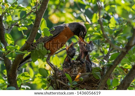 Baby birds with orange beak sitting in their nest and waiting for a feeding. Young birds in wildlife concept.