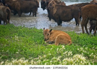 Baby Bison 1