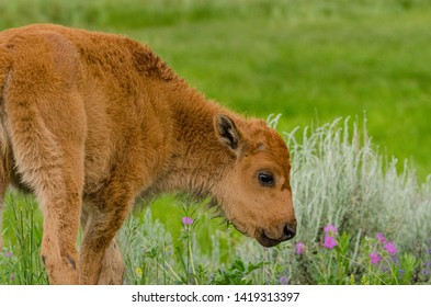 Baby Bison Going To Eat Some Grass