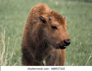 Baby Buffalo Images, Stock & Vectors | Shutterstock