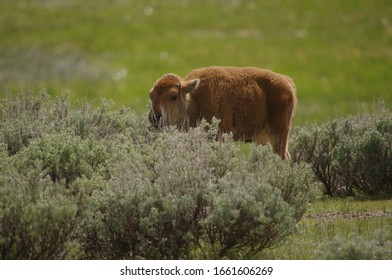 Baby Bison Hanging Out In The Shrubs