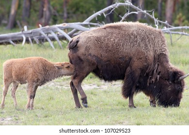 Baby Bison Nurses As His Mother Grazes At Grand Teton National Park In Wyoming