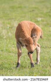 Baby Bison In Yellowstone Park