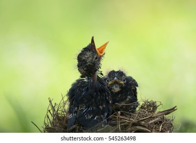 baby black hawk eagle close up