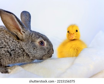 Baby Black Rabbit Interested In Duck Poults In A Towel