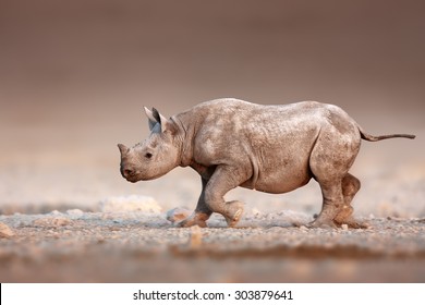 Baby Black Rhinoceros running over salty desert plains of Etosha