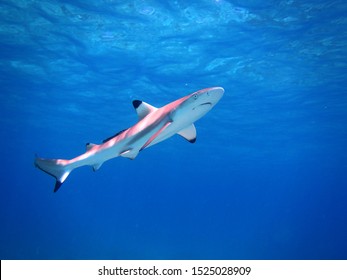 Baby Shark High Res Stock Images Shutterstock