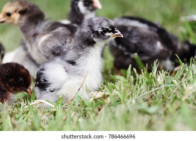 Baby Blue Cochin chick free ranging with other little chicks. Extreme depth of field with selective focus on the little cochin in foreground. 