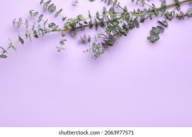 Baby Blue Eucalyptus Branch On Lilac Background, Closeup