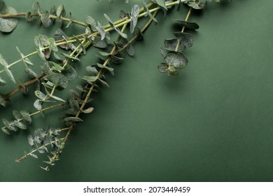 Baby Blue Eucalyptus Branch On Green Background, Closeup