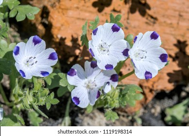 Nemophila Maculata High Res Stock Images Shutterstock