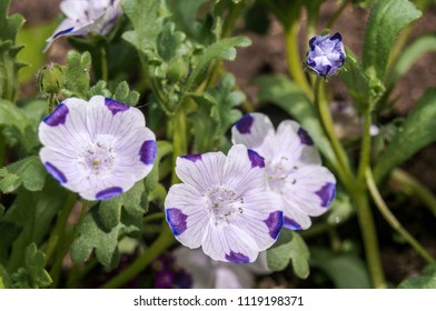 Nemophila Maculata High Res Stock Images Shutterstock