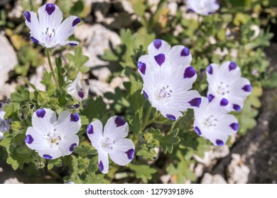 Nemophila Maculata High Res Stock Images Shutterstock