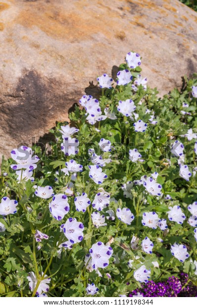 Baby Blue Eyes Nemophila Maculata Garden Stock Photo Edit Now