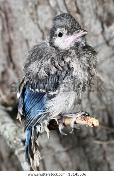 Baby Blue Jay Bird Fledgling Perched Stock Photo Edit Now