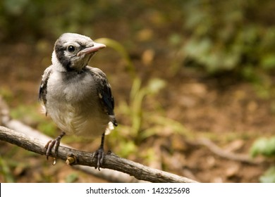 Baby Blue Jay Bird Perched On Stock Photo Edit Now