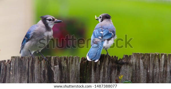 Baby Blue Jay Eating On Fence Stock Photo Edit Now