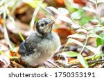 Baby Blue Jay fledgling out on it’s own and looking for mom