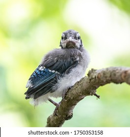 Baby Blue Jay Images Stock Photos Vectors Shutterstock