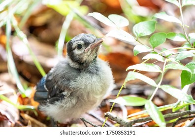Baby Blue Jay fledgling out on it’s own and looking for mom - Shutterstock ID 1750353191