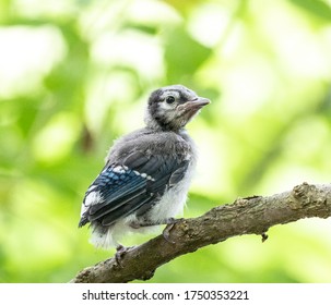 Baby Blue Jay Images Stock Photos Vectors Shutterstock