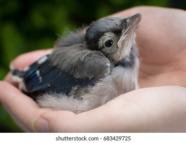 Baby Blue Jay Hands Stock Photo Edit Now