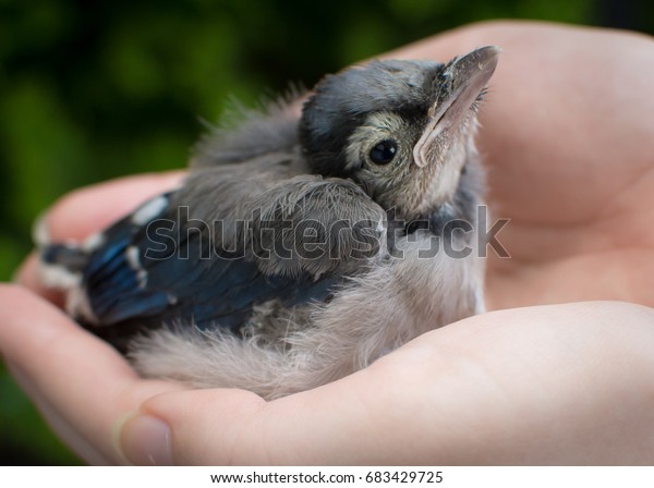 Baby Blue Jay Hands Stock Photo Edit Now