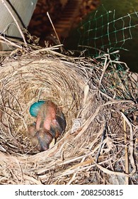 Baby Blue Jay In The Nest 