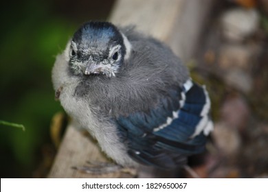 Baby Blue Jay Images Stock Photos Vectors Shutterstock