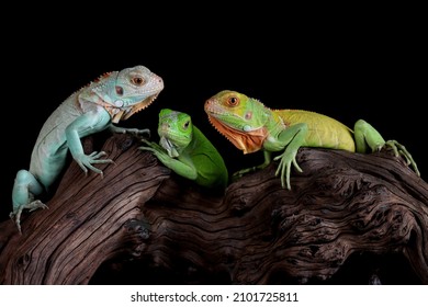 16,658 Green Iguana Tail Images, Stock Photos & Vectors | Shutterstock