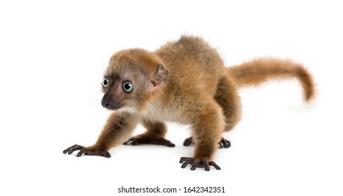 Baby Blue-eyed Black Lemur (3 Months Old)