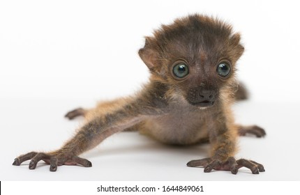 Baby Blue-eyed Black Lemur, Isolated On White