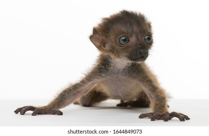 Baby Blue-eyed Black Lemur, Isolated On White