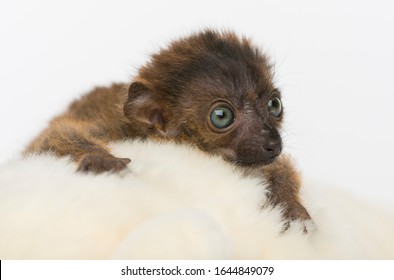 Baby Blue-eyed Black Lemur, Isolated On White