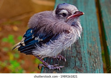 Baby Blue Jay Images Stock Photos Vectors Shutterstock