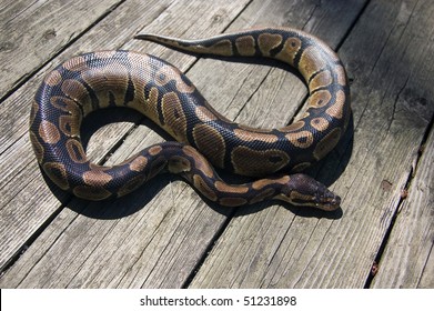 Snake Poisonous Images, Stock Photos & Vectors | Shutterstock