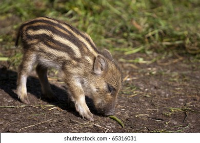 イノシシ 子供 の写真素材 画像 写真 Shutterstock