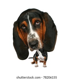 A Baby Bobblehead  Basset Hound