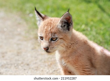 Baby Bobcat