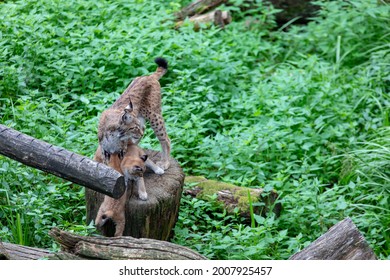 Baby Bobcat Lynx In Nature