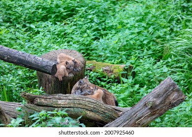 Baby Bobcat Lynx In Nature