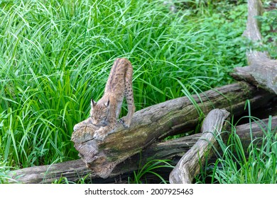 Baby Bobcat Lynx In Nature