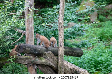 Baby Bobcat Lynx In Nature