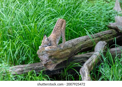 Baby Bobcat Lynx In Nature