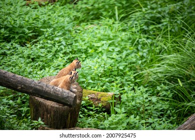 Baby Bobcat Lynx In Nature