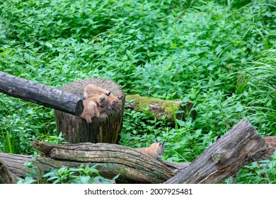 Baby Bobcat Lynx In Nature