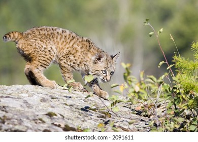 A Baby Bobcat At Play On A Rock