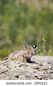 A Baby Bobcat At Play On A Rock